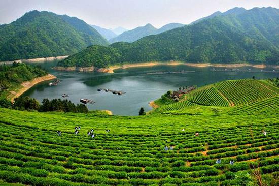 金花开遍丝路:安化黑茶这样世界共享_新浪旅游_新浪网