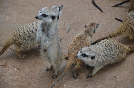 云南最大细尾獴家族安家野生动物园