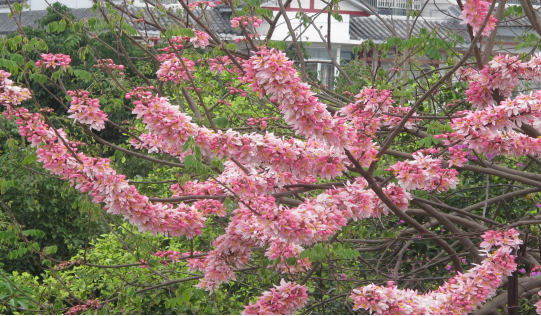 秀丽的粉花山扁豆