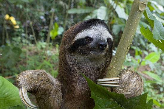 树懒闪电月底到达云南明日专家前往南美迎接