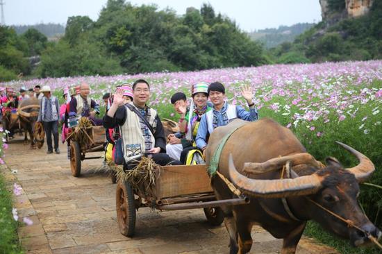 9月30日,60对新人伉俪在云南石林景区千亩花海中坐牛车娶亲,体验彝族