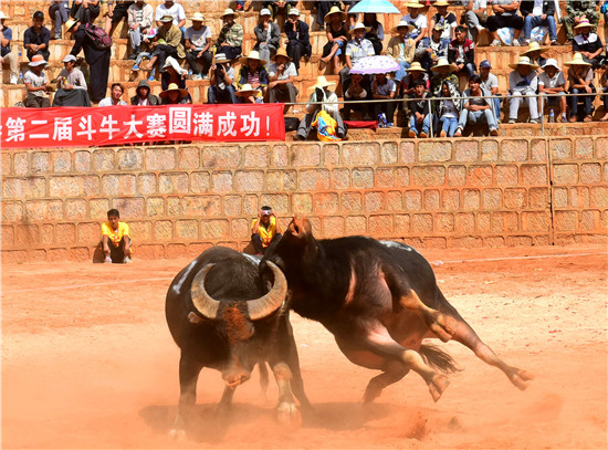 石林海邑斗牛比赛图片