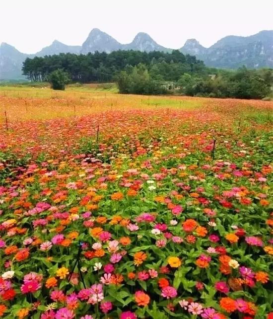 开在秋日里的花海 广西花海美美哒