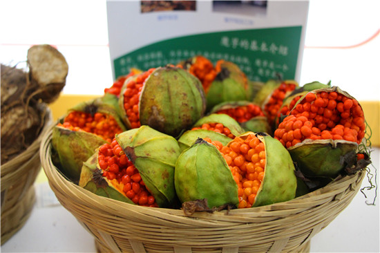 耿马作物重楼的种子