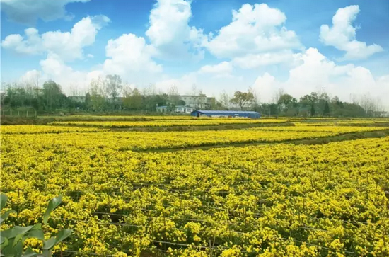 白塔畈茶山花海先驱故里