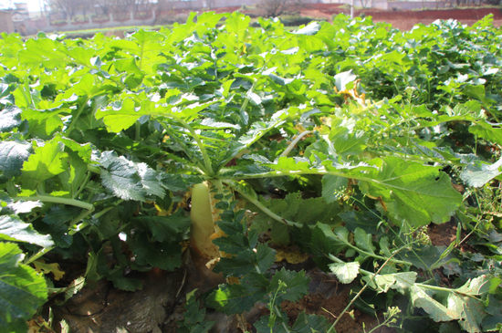 上赵公庄村重点发展特色农产品 积极推进石林美丽乡村建设_新浪旅游_