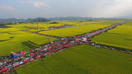 初春二月在罗平万亩油菜花海中享受一场艺术视听盛宴