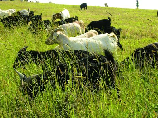 滇中第一草原马龙县马鸣乡万亩草山