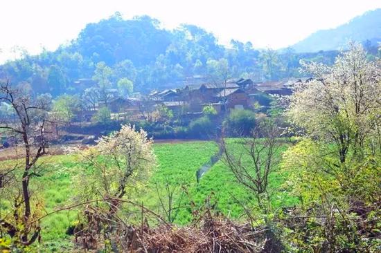 建水县政协特聘艺术家走进普雄乡藤子寨