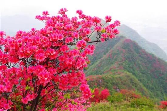 泾县最美红杜鹃