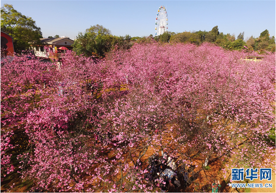 航拍昆明圆通山樱花潮灿若云霞春色如画