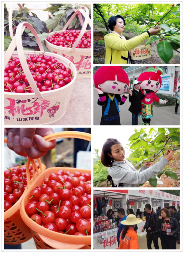 2017中国瀑乡·镇宁樱桃采摘旅游节开幕式在马厂(茂良)举行