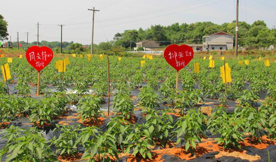 2017湖南61湘阴第二届樟树港辣椒文化旅游节开幕