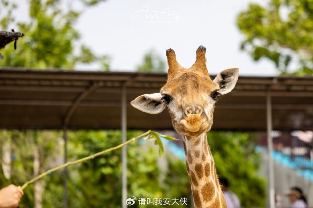 威海西霞口：擁抱涼爽的自在夏天