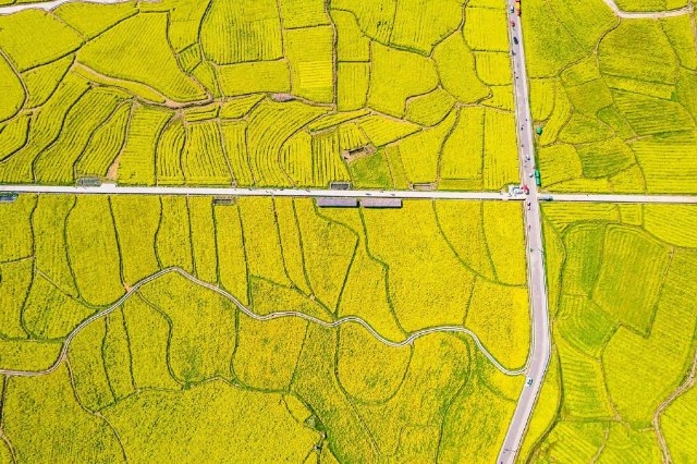 滿目金黃，這里的油菜花已經(jīng)開好啦