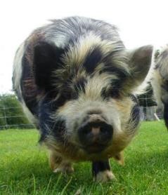 本命小猪rosie的新西兰寻友记