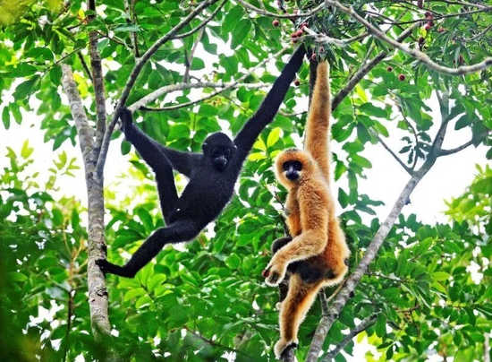  图片来源：海南热带雨林国家公园官网