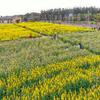 福建油菜花绽放