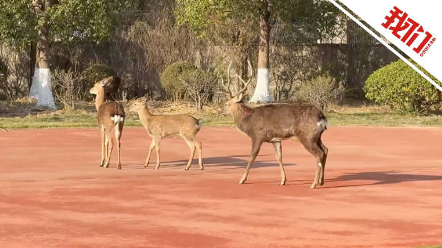 校方回应学校养的梅花鹿在操场漫步：自己养的 每天出来溜达