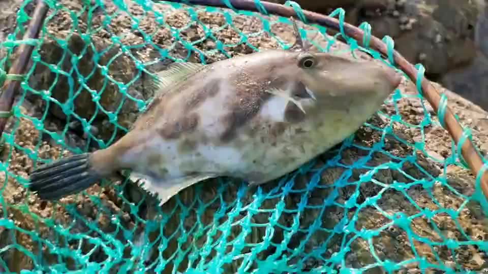 天气转暖小伙赶海找海货,突然发现水潭里搁浅的老鼠鱼,难得一见
