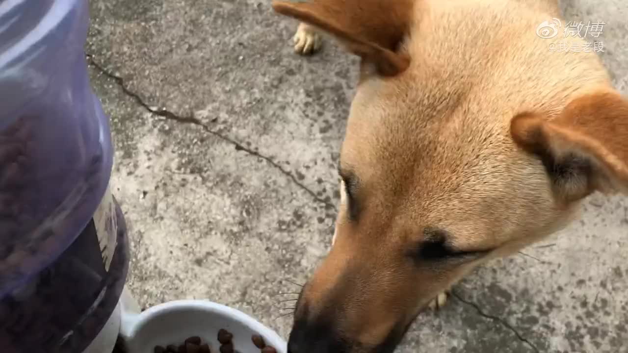 菲律宾农场出生一只双头小猪 饲养员轮流给两个头喂奶