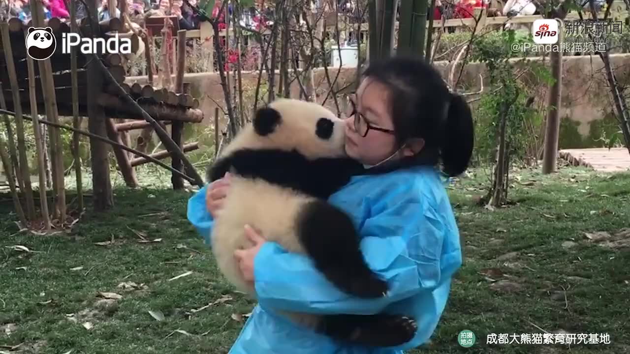 奶妈教你如何认宝哥宝妹,奶妈这认熊的方法,实现不了呀!