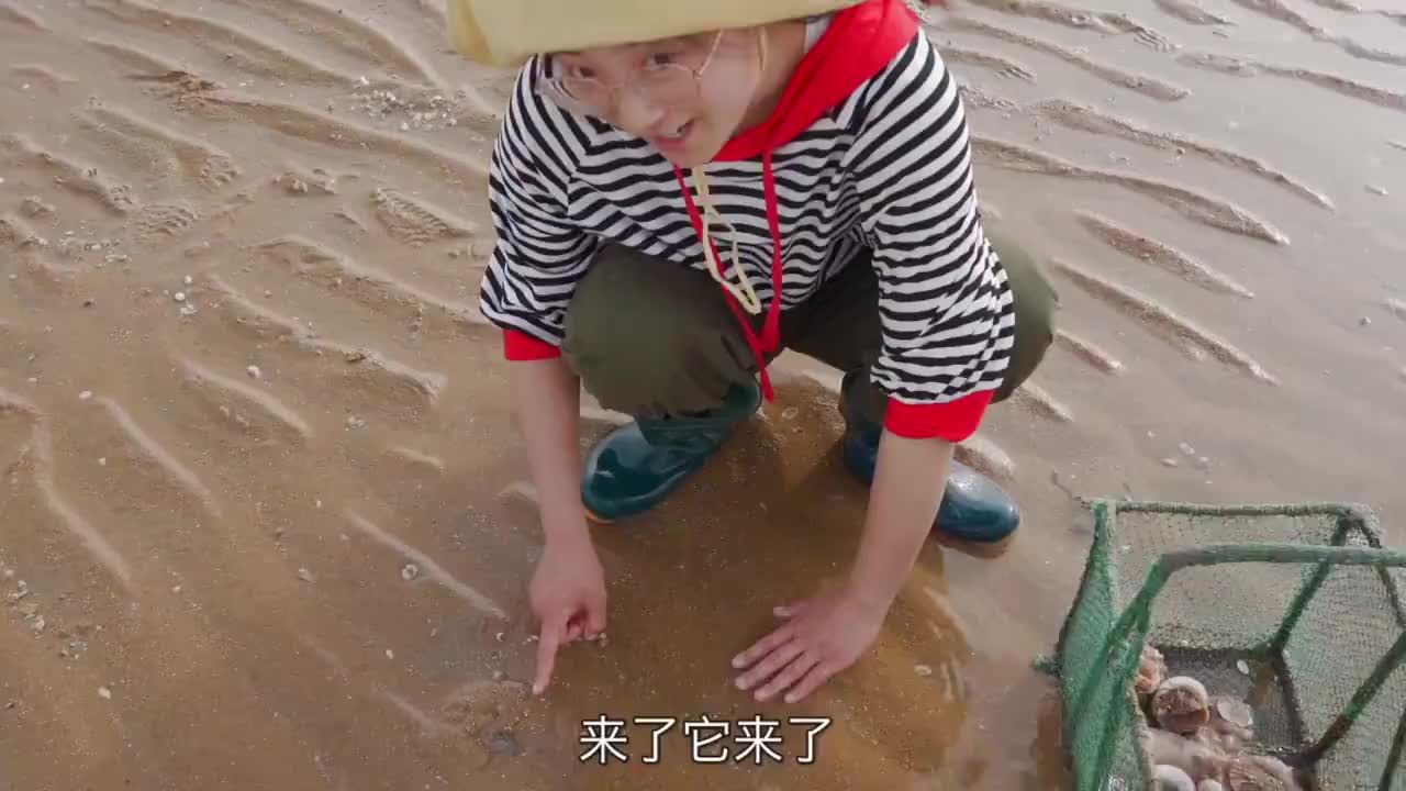 夏季夜晚赶海,海中河流梭子蟹都藏在沙里,大梅赶海一下就是一只