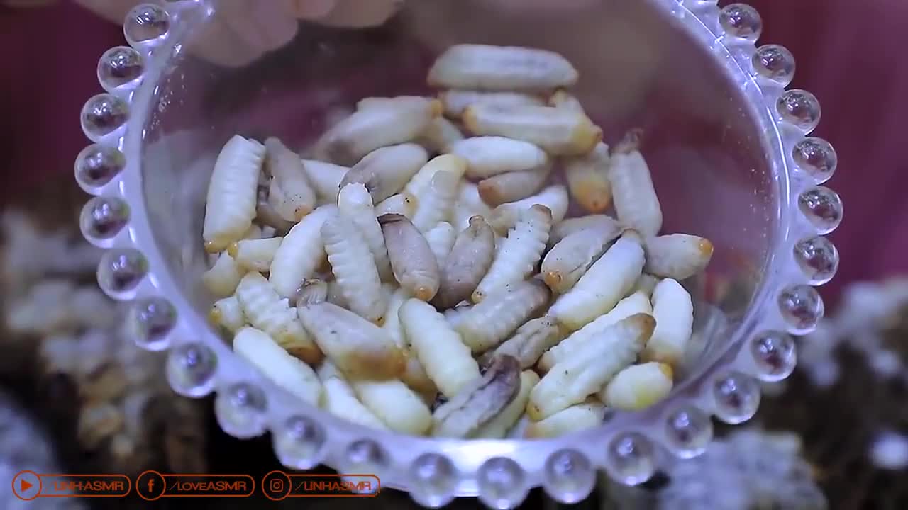 稻眉眼蝶的幼虫,绝对的萌娃,赶紧分享