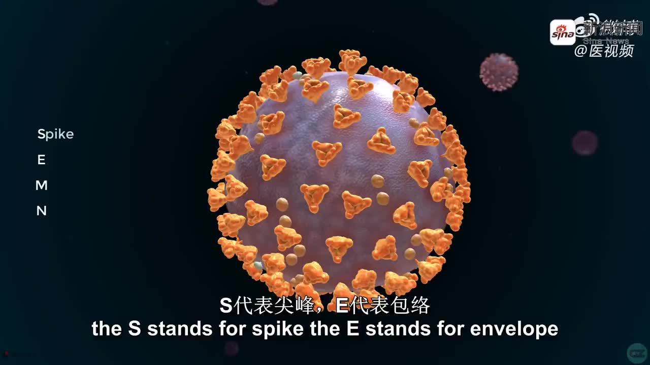 医学双语科普:红斑狼疮 视频翻译by@mandyyy_muzi 这个3d医学动