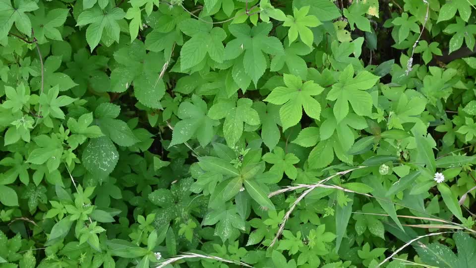 这种名叫蒺藜狗子的野草,不仅可以滋阴补肾还可以活血祛风!