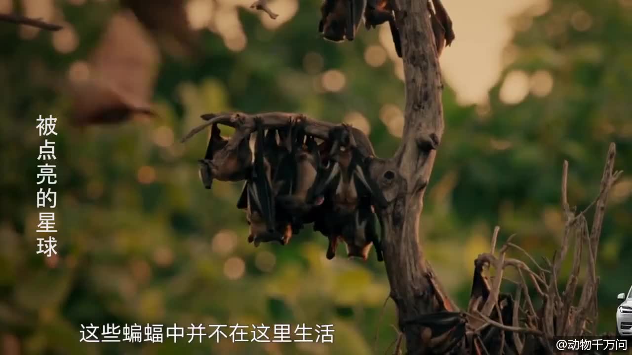 原来蝙蝠是这样拉尿的