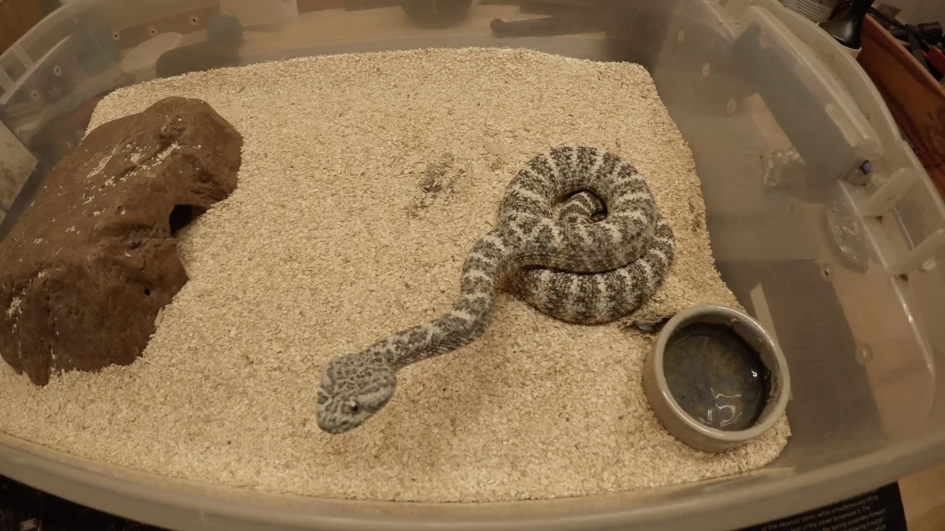 蓝斑响尾蛇快速攻击老鼠,刚落地的老鼠就被直接秒杀