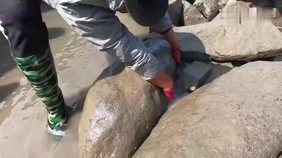 福建大叔赶海抽水坑,10斤窝料打下去大货乱蹿,这回真是发大财了