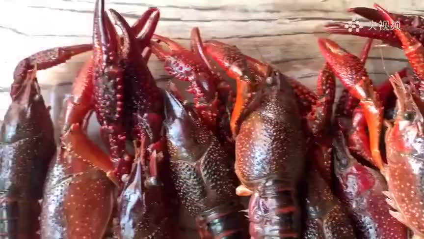 胖妹做蒜香小龙虾,懒人做法味道香,差点把手夹没了