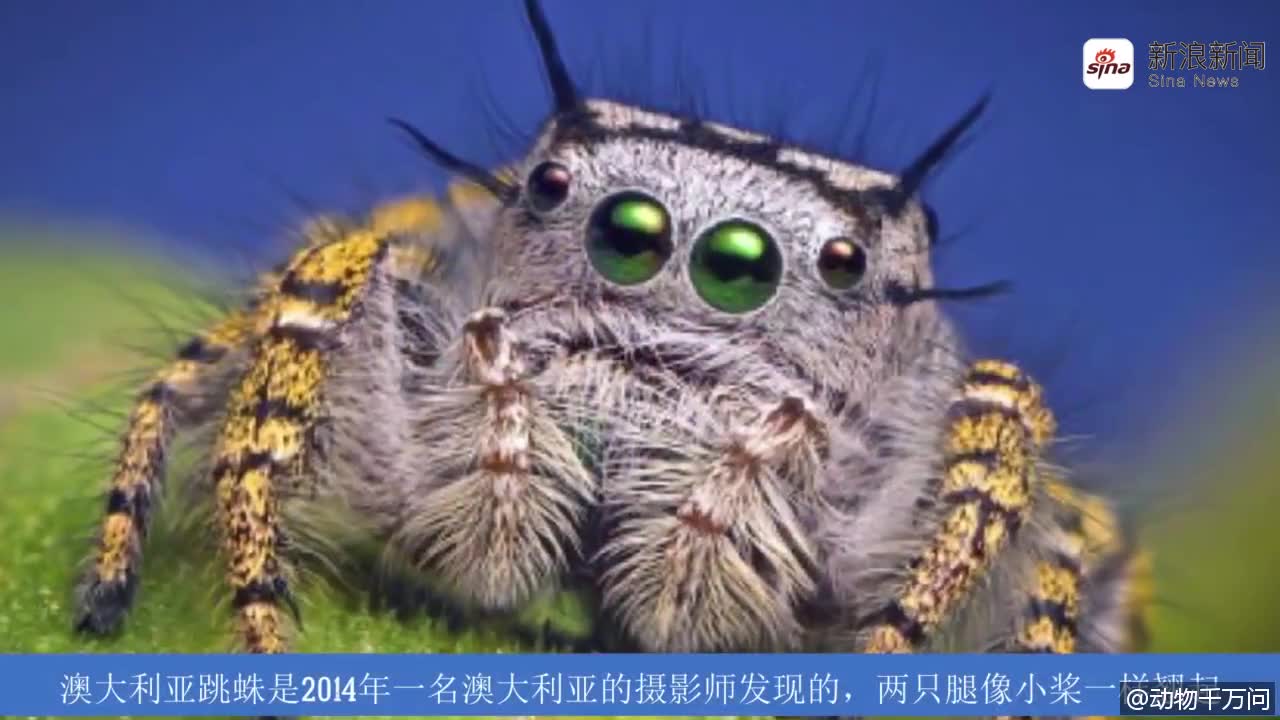 冰冻蜘蛛:兄弟俩雪地去打猎,意外被蜘蛛蚕食