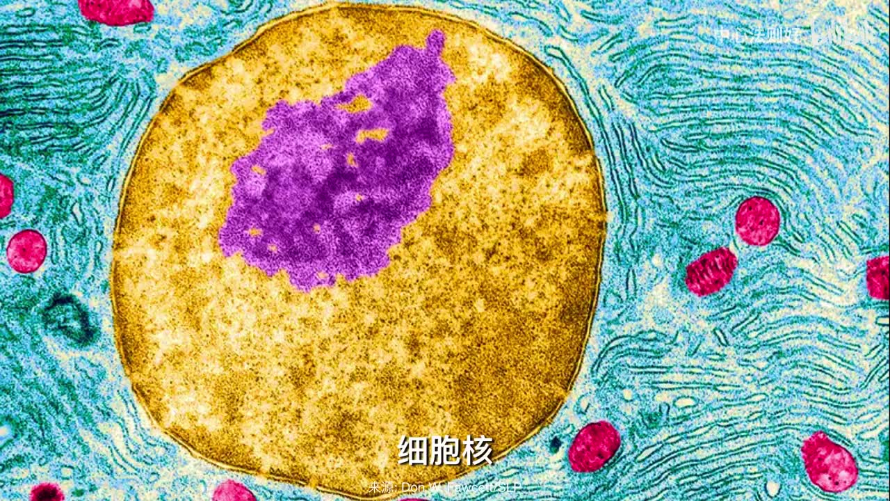 电子显微镜下的细胞器美如画 细胞器是细胞质中具有特定形态结构