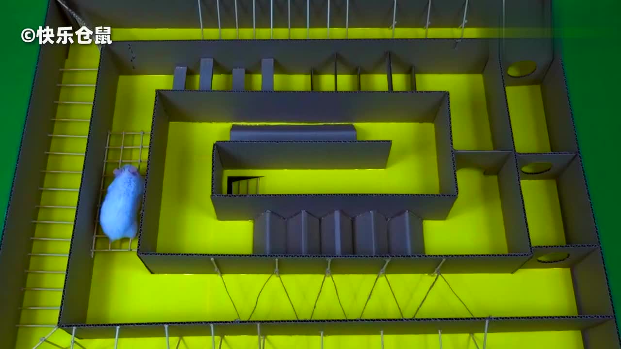 一网友用纸板给仓鼠做了个迷宫,小仓鼠在各种尝试后