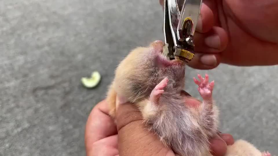 主人用指甲剪给小仓鼠剪牙齿,小仓鼠:主人,疼疼疼