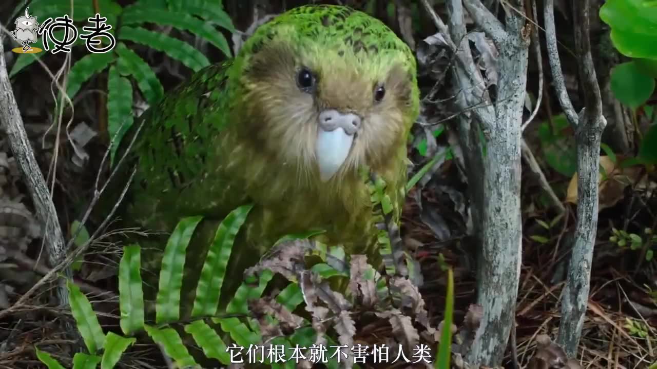 澳大利亚鹦鹉泛滥成灾:如同蝗虫到处都是,政府都没办法