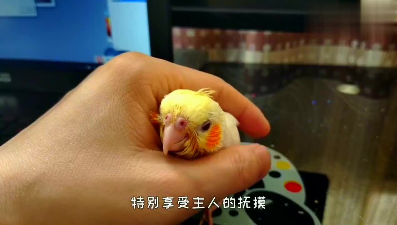 長相秀麗的玄鳳鸚鵡,小時候奇醜,像一隻禿毛雞