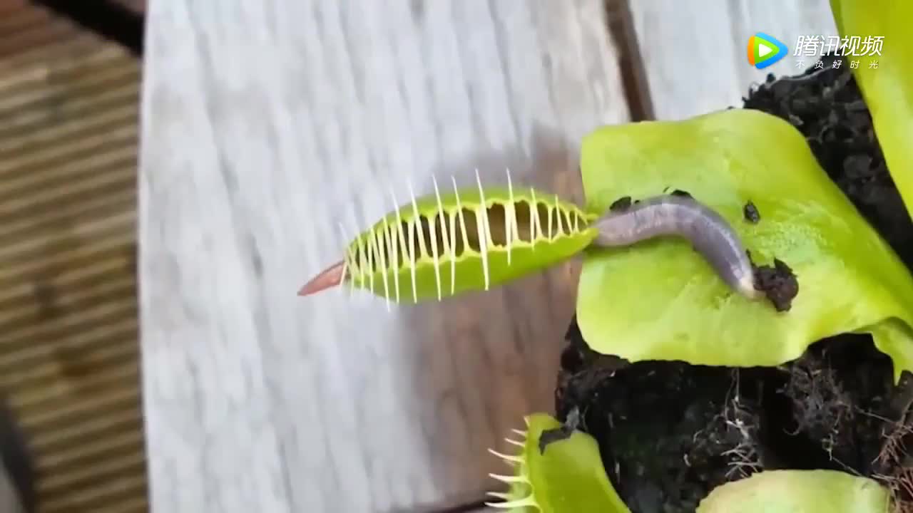 巨型红水蛭猎食70cm环毛蚓