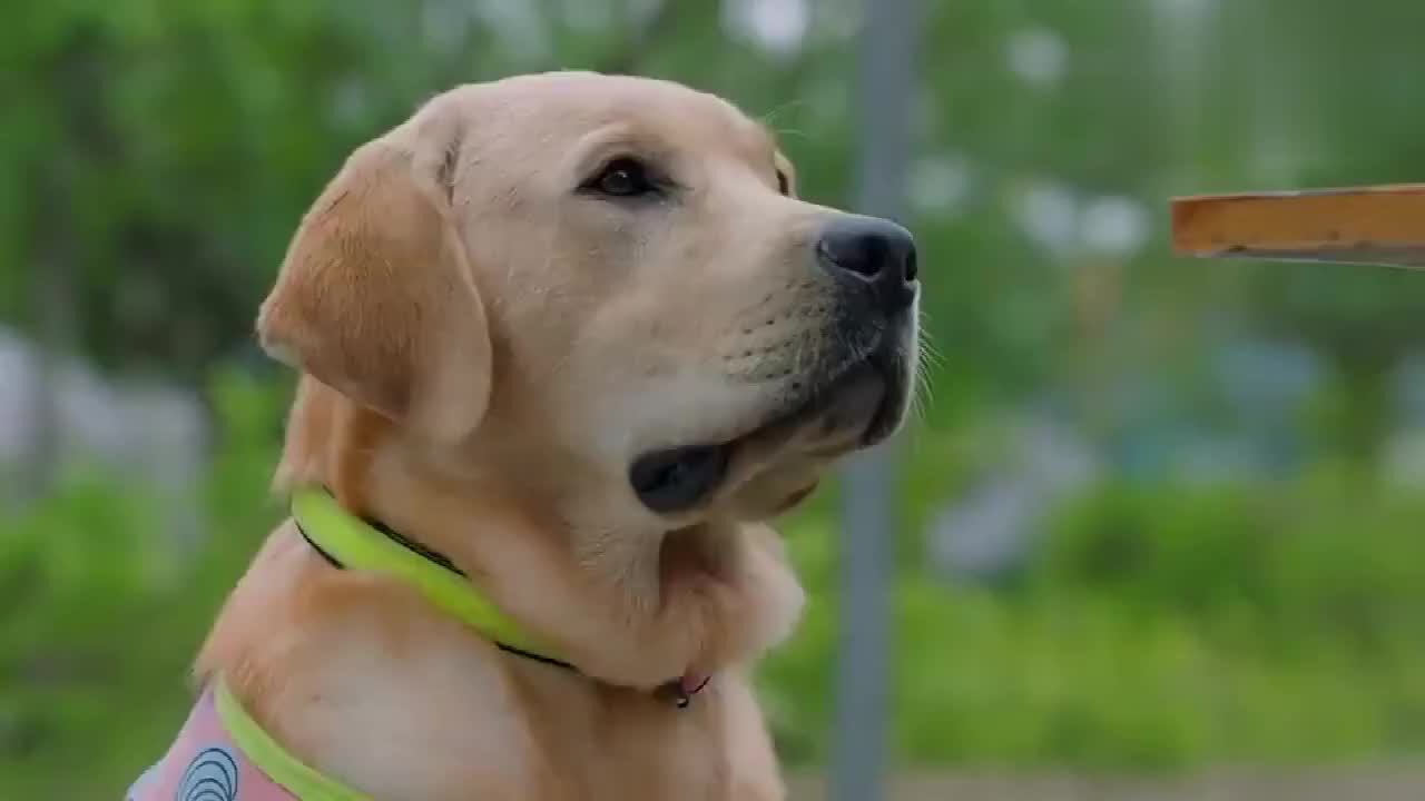 神犬小七二:小七被坏人设陷阱给骗到笼子里,不料被路人给救了