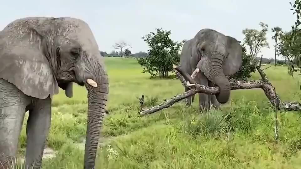 新京报:大象用树枝掏耳朵手法专业令人叫绝