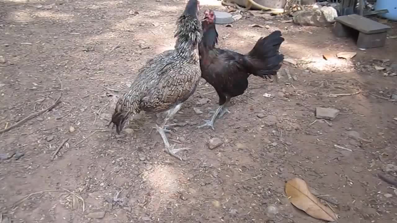 刚孵出来的小斗鸡真可爱,尤其是光脖小斗鸡真不错!