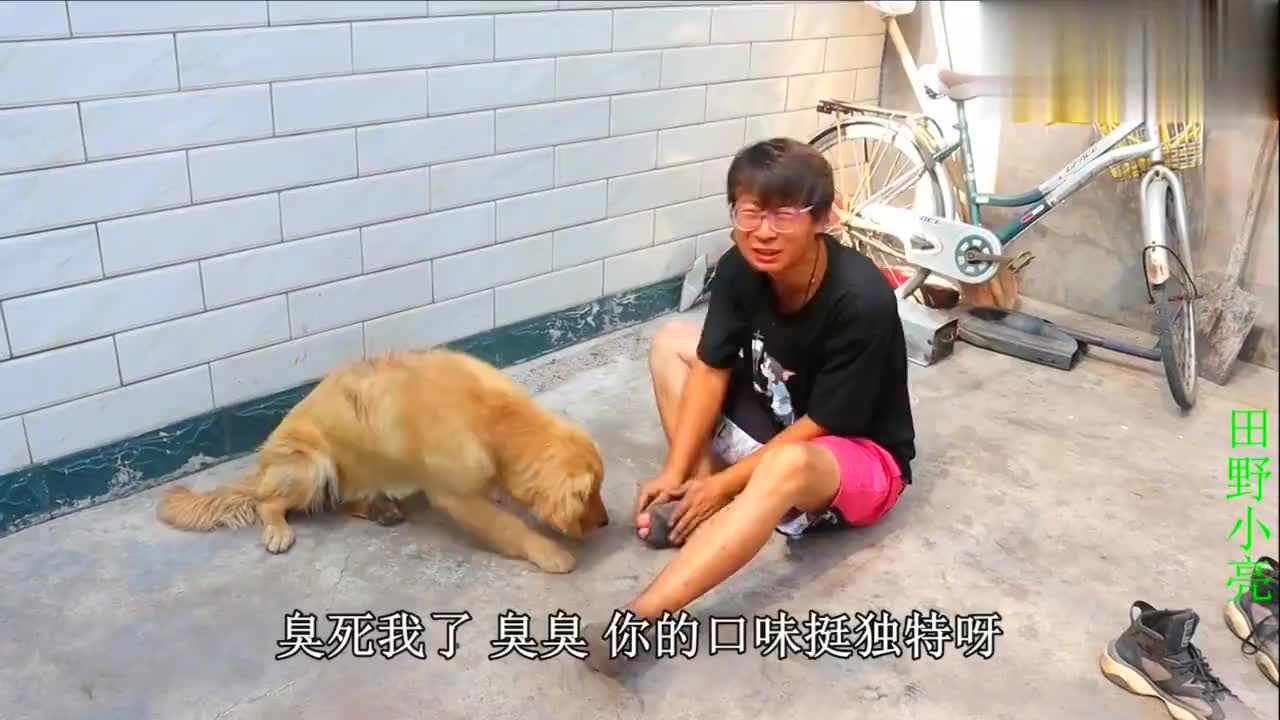 小亮拿臭脚熏狗狗,金毛却把脚当作猪蹄抱着又啃又舔,真是重口味