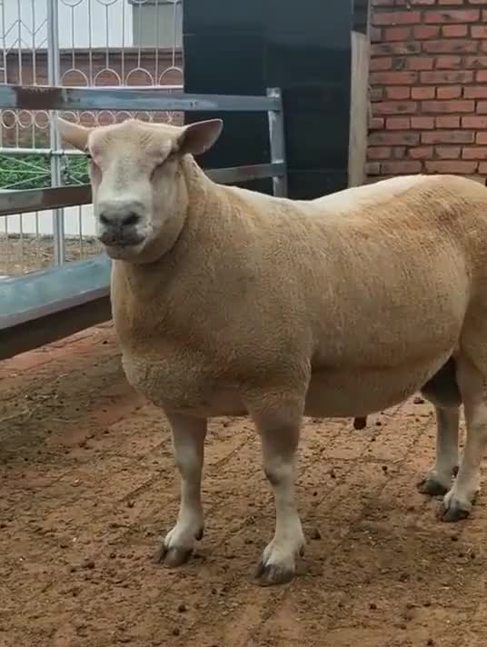 法国夏洛莱羊,非常好的品种!这个羊真牛啊