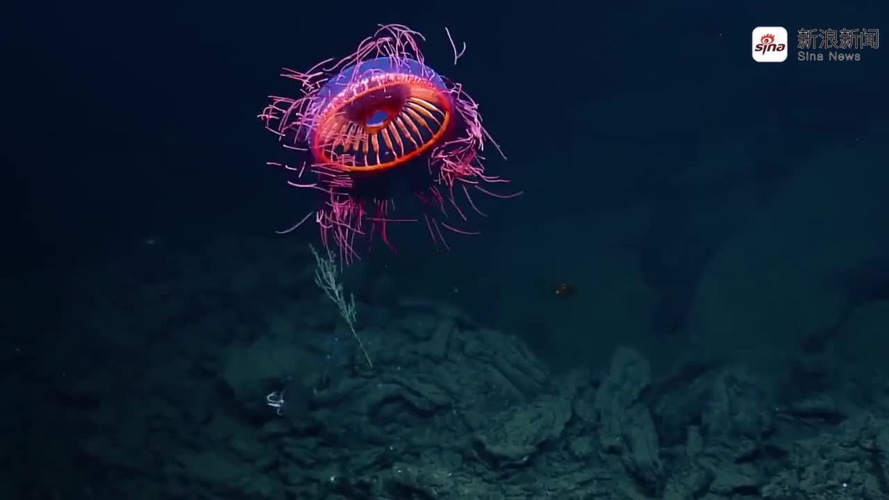 世界上最毒的水母要是在沙滩遇到它记得赶紧躲开