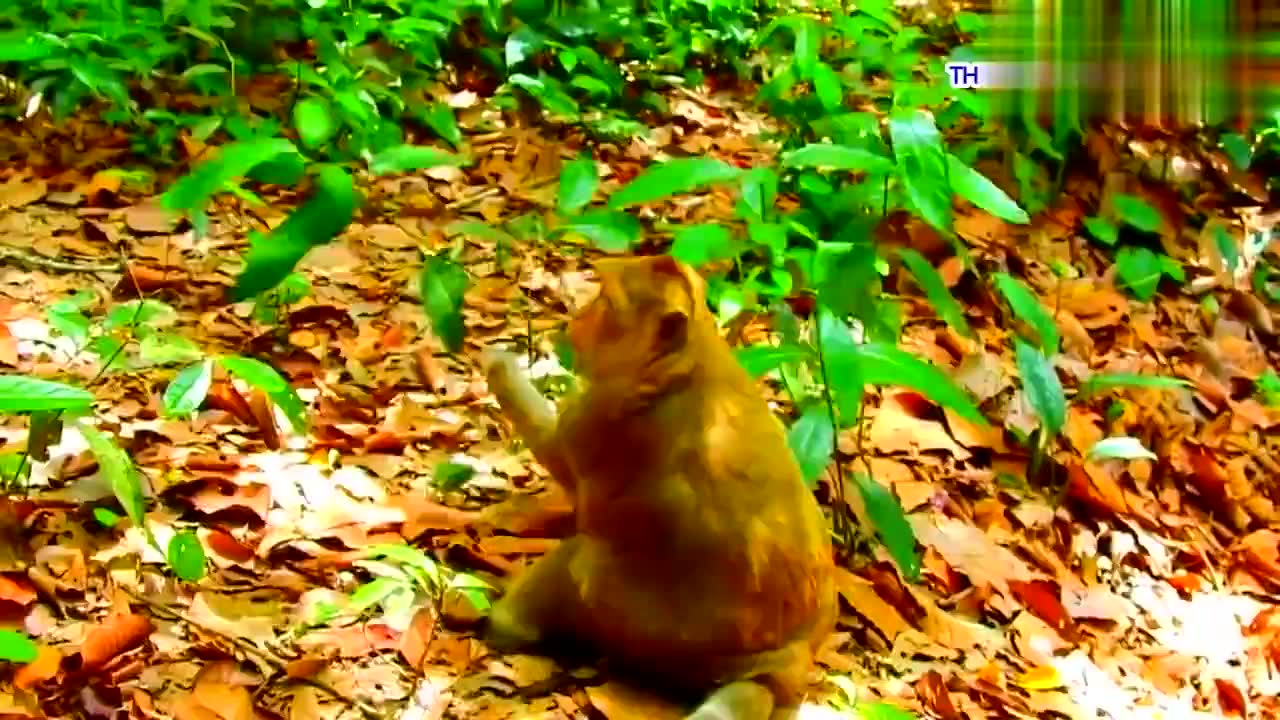 这么大的"窜天猴",认真的吗?