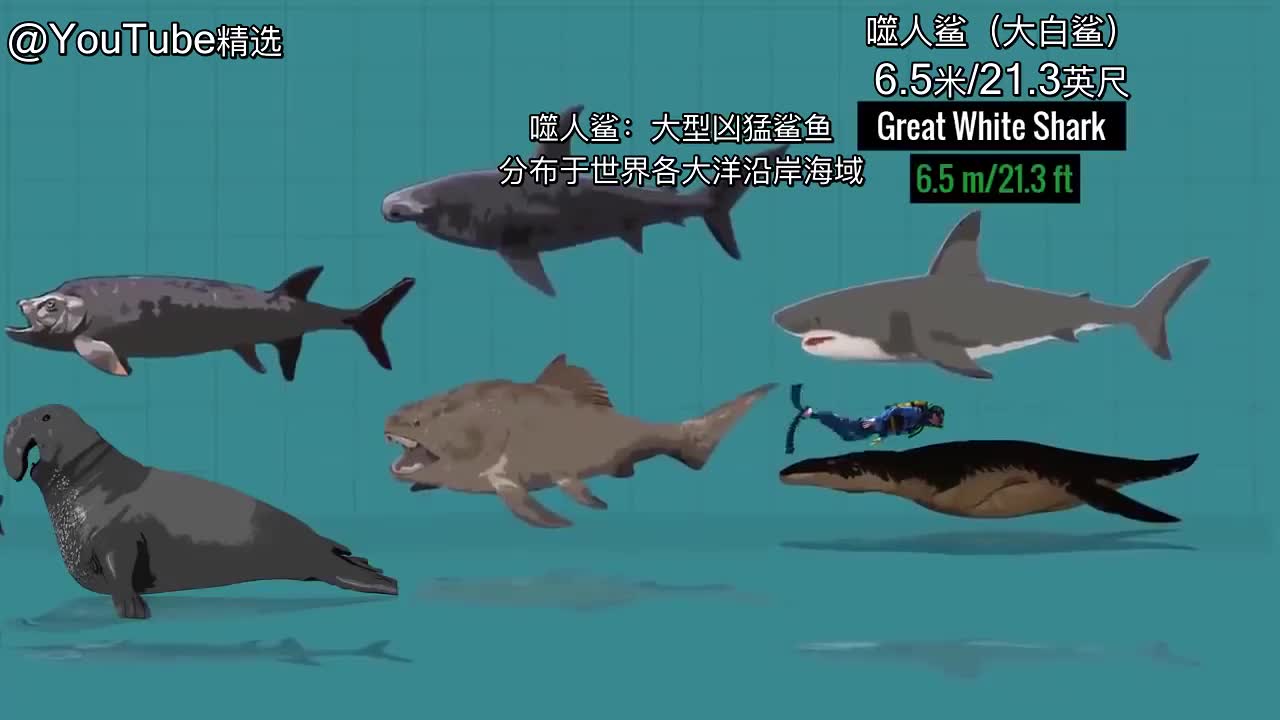 地球都是圆的动物们为什么不能圆圆的呢