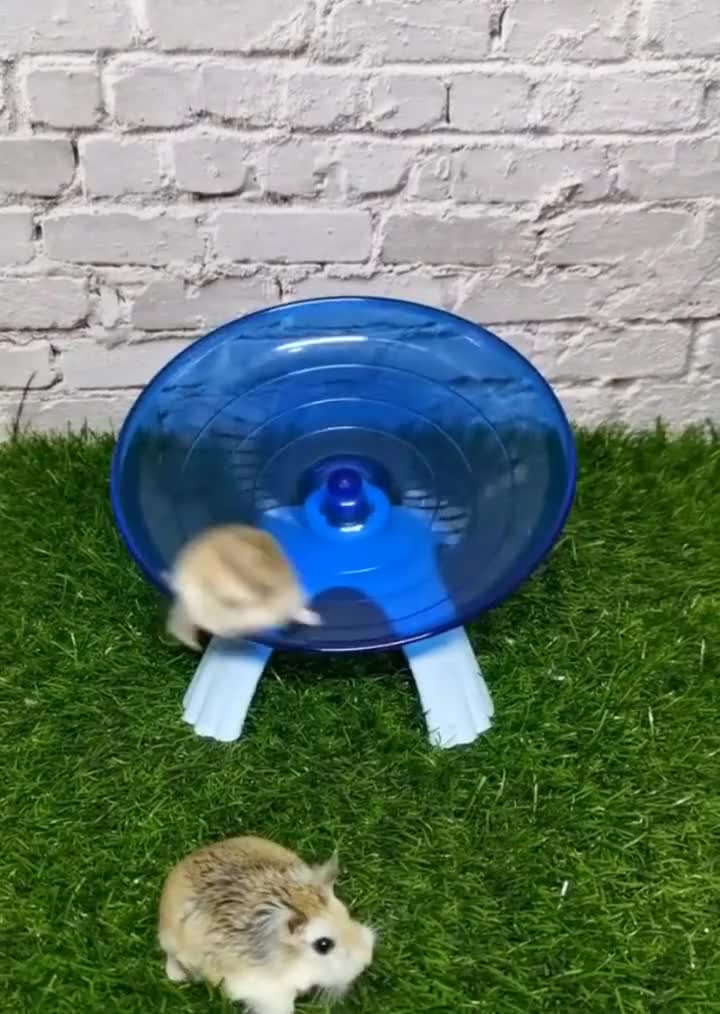 两只小仓鼠玩转盘其中一只突然发疯而另一只就倒霉了